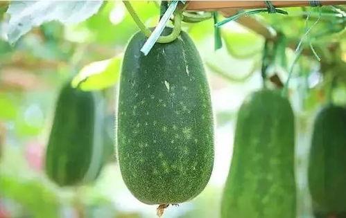 年代文吃瓜系统,揭秘不同年代文吃瓜系统