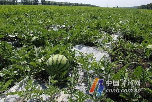 宁波某校吃瓜,揭秘校园里的“瓜田”风云