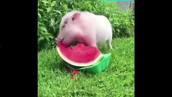 猪儿吃瓜,趣味横生的田园生活趣事